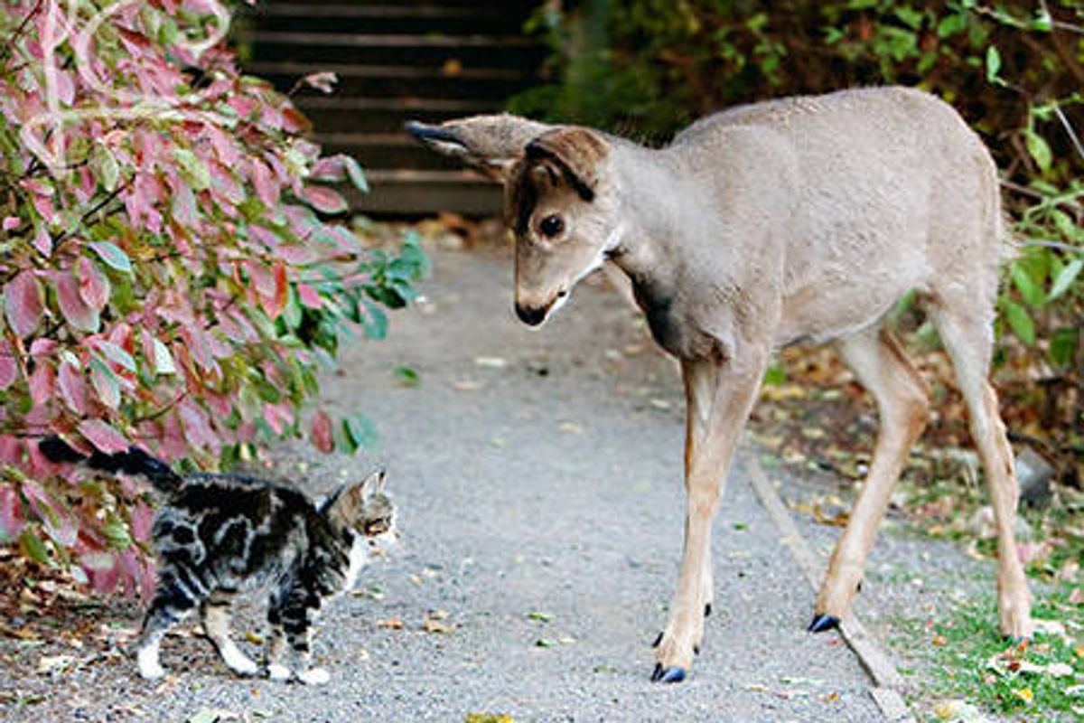 Stray Cat And His Deer Friends