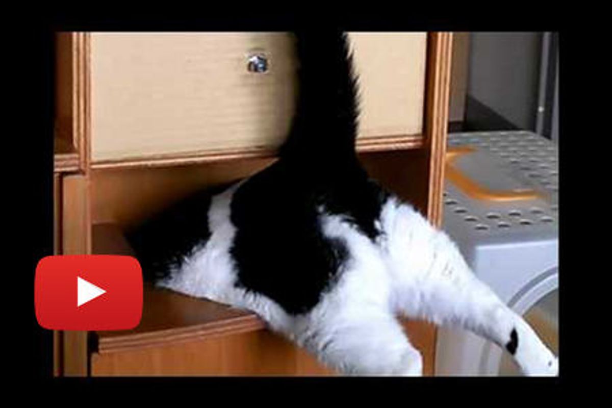 Cat Tries To Enter Recycling Bin