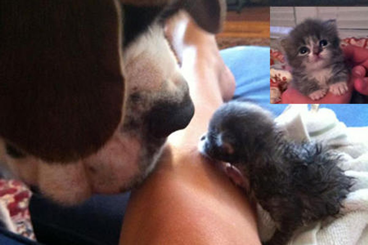 Itty Bitty Stray Kitten Found Forever Home and Love!