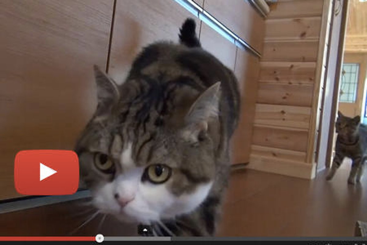 Maru Gets Into The Cupboard