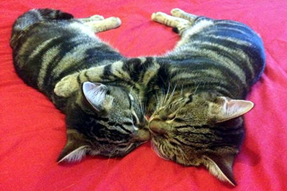They Find Love At Forever Home