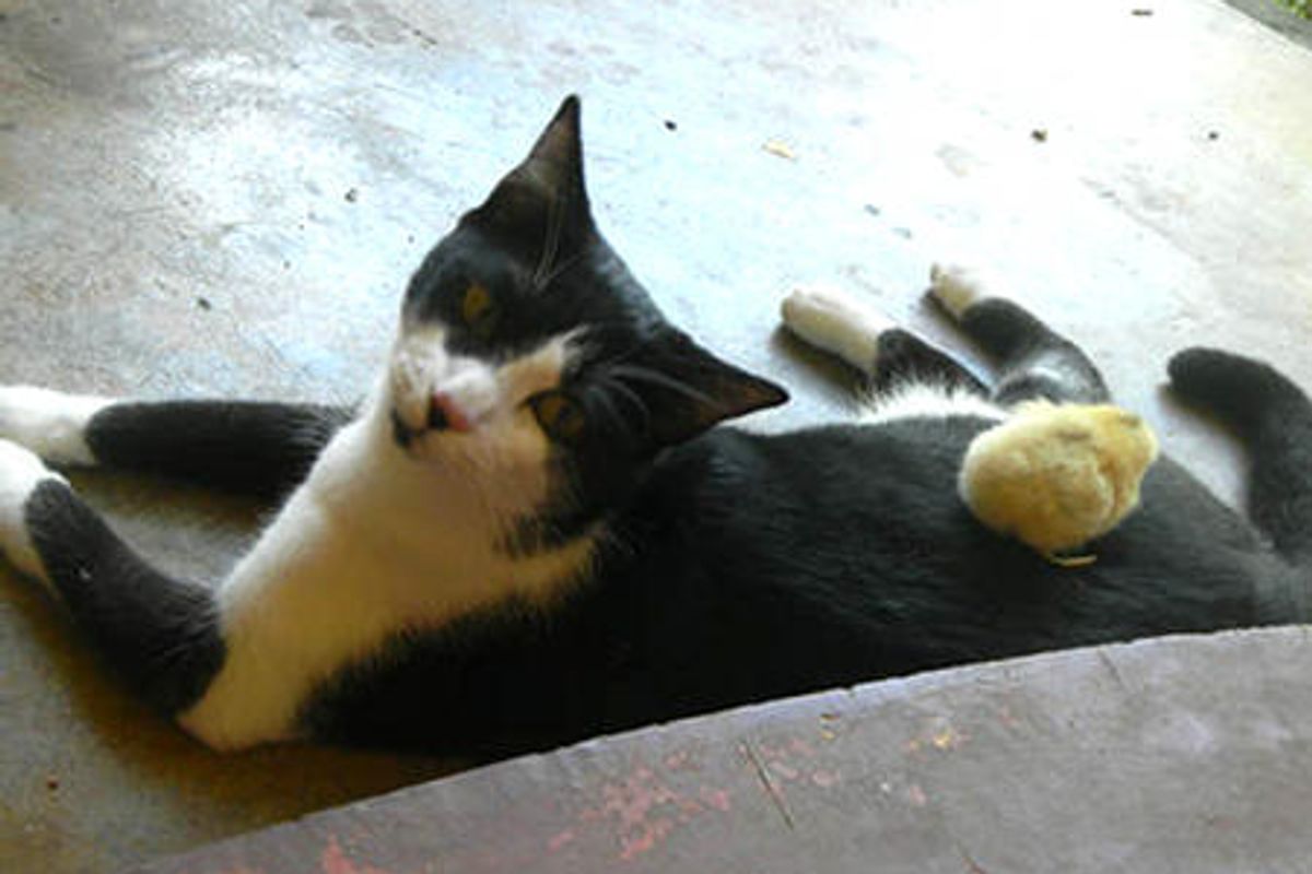 Cat Adopts Orphan Chick
