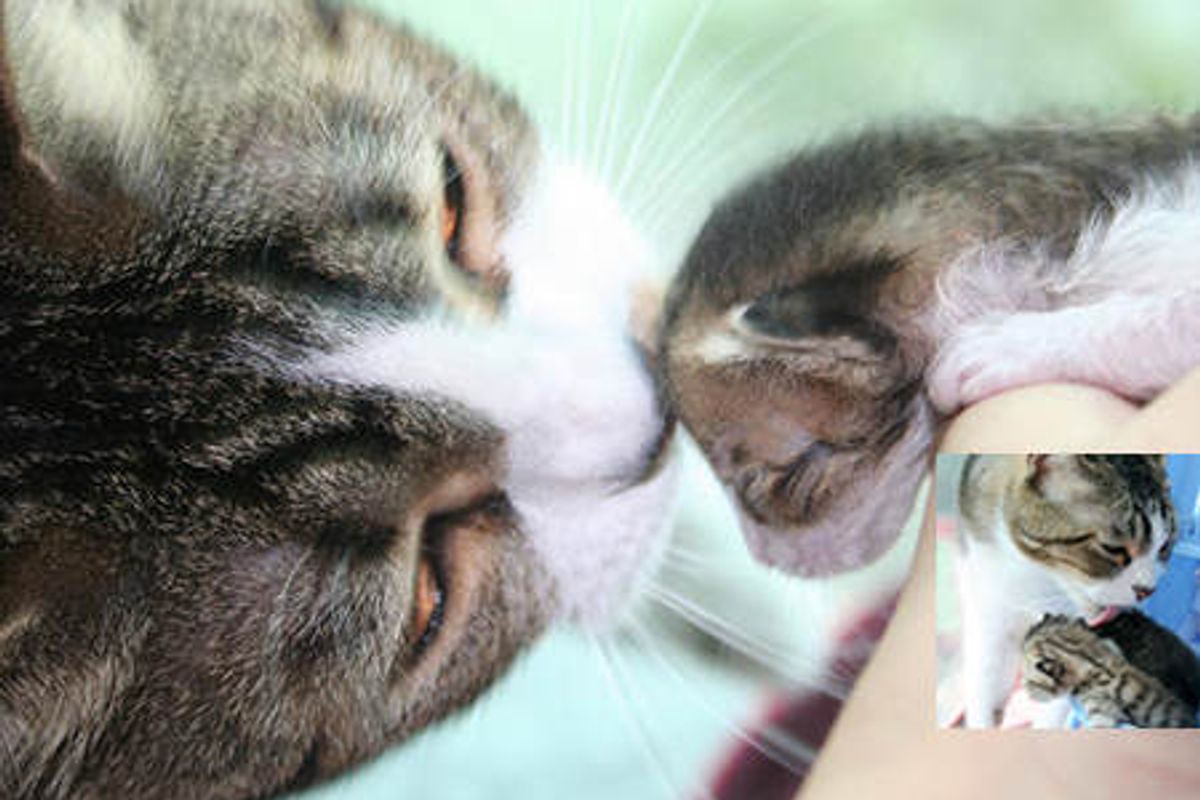 Happy The Cat Becomes Father To Orphan Kittens