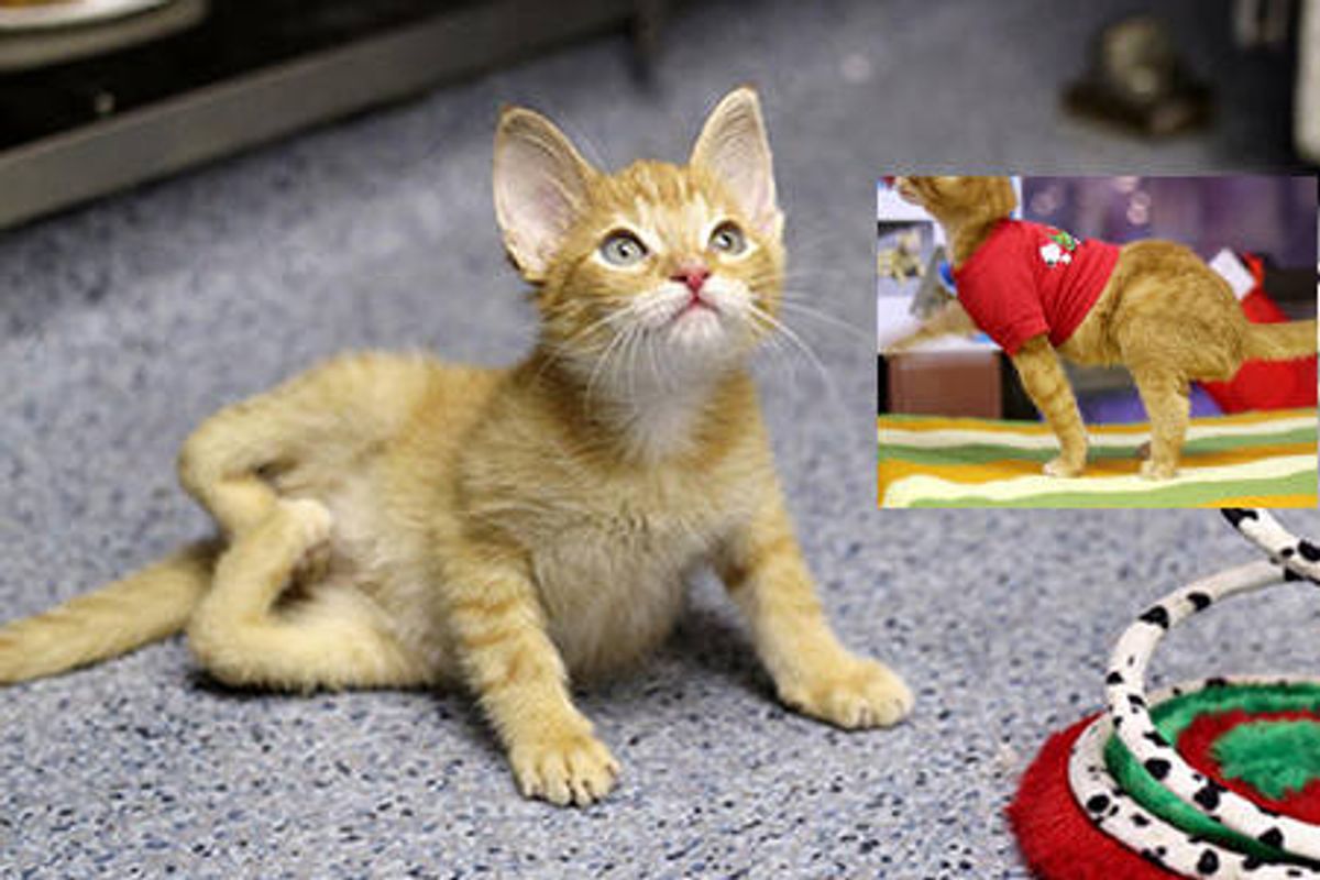 Cat Born With Backwards Legs Can Now Walk & Run
