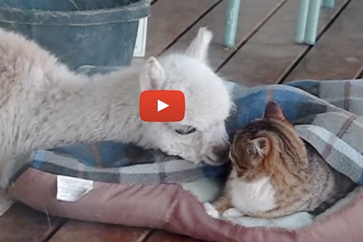 Bottle Fed Alpaca Grew Up With Cats