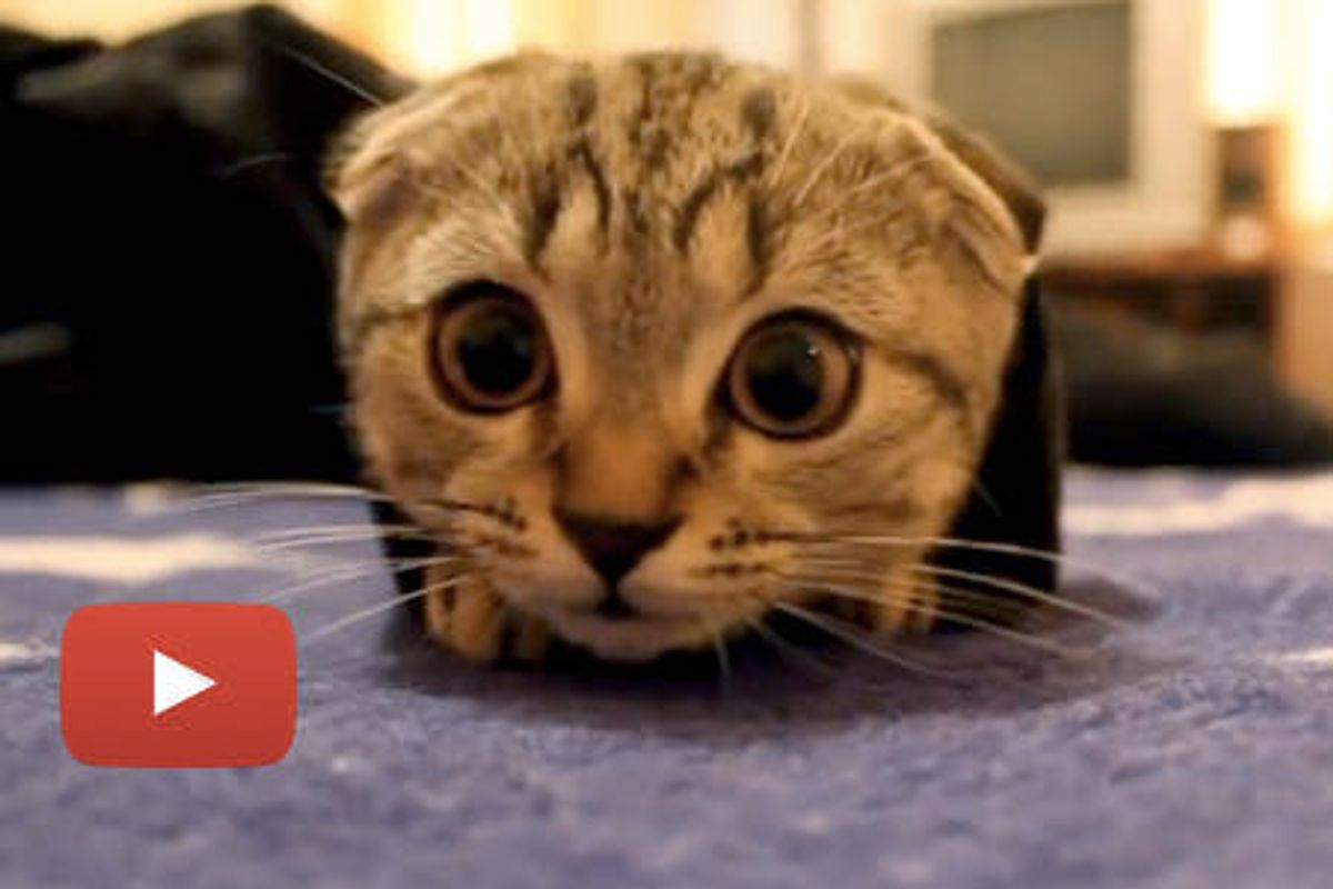Kitten Plays Peekaboo In Jacket Sleeve