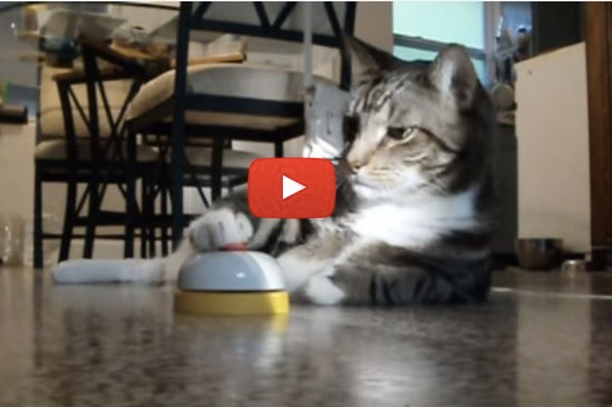 Cat Rings Bell For Service And Treat...