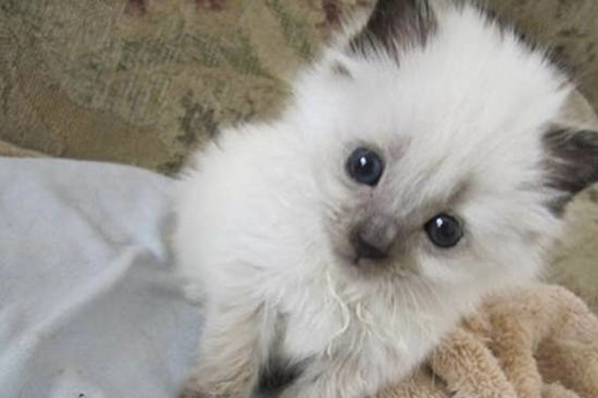 Sophie The Rescue Kitten & Her Journey