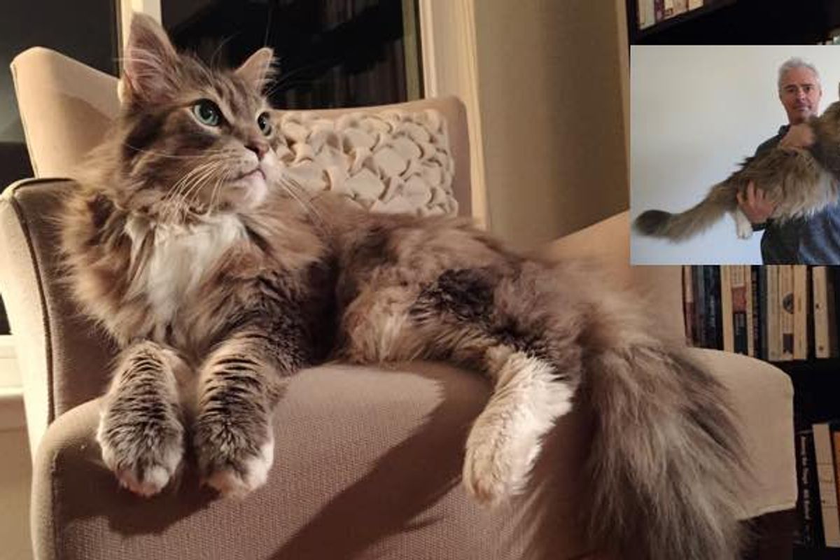 Beowulf the Majestic Looking Big Kitty!