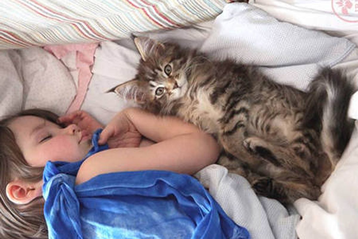 Thula The Kitten Becomes Guardian Angel To An Autistic Child