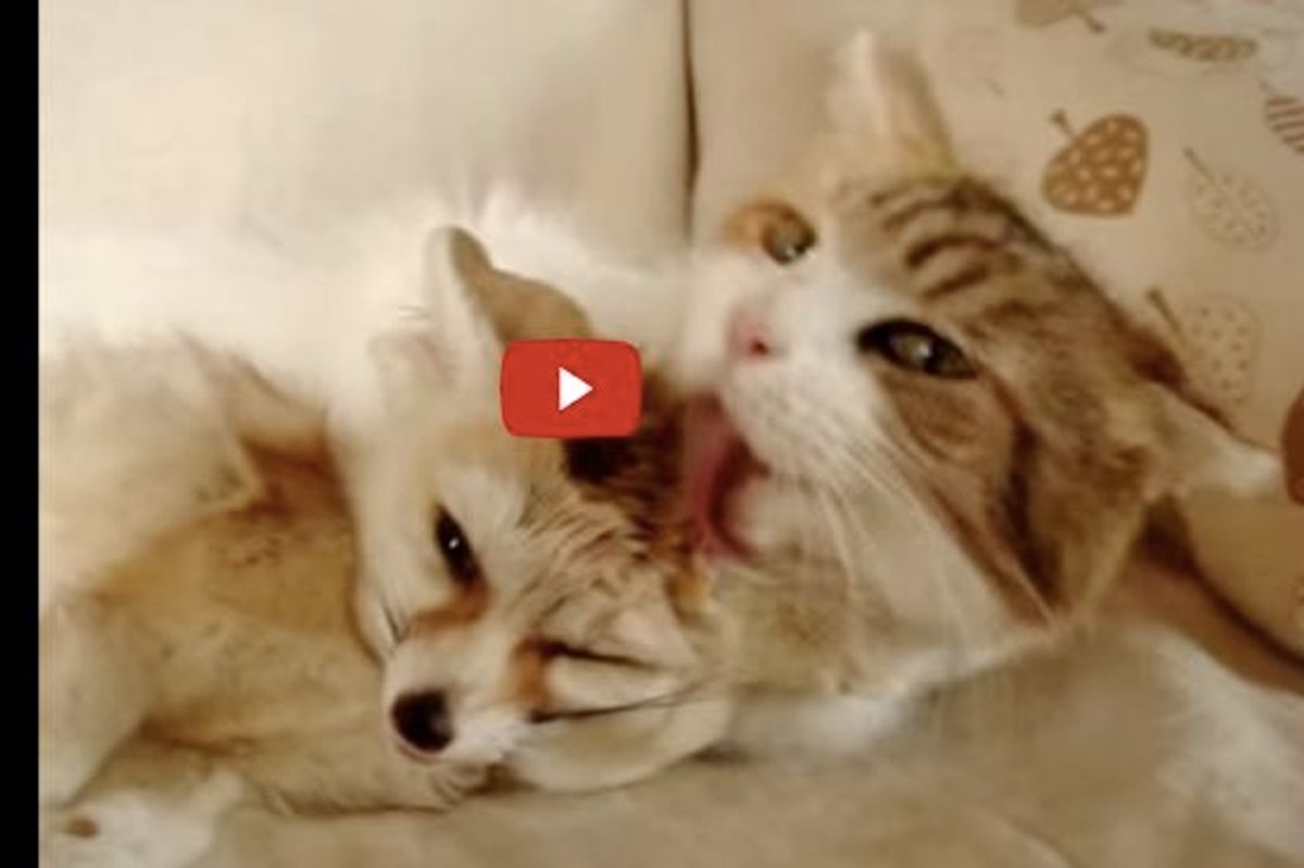 Kitty Adores Her Fox Buddy and Gives Him a Serious Bath!