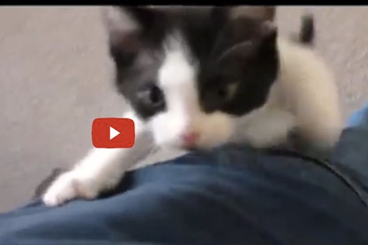 This is a Very Clingy Kitty. He Doesn't Want His Human to Leave His Sight!