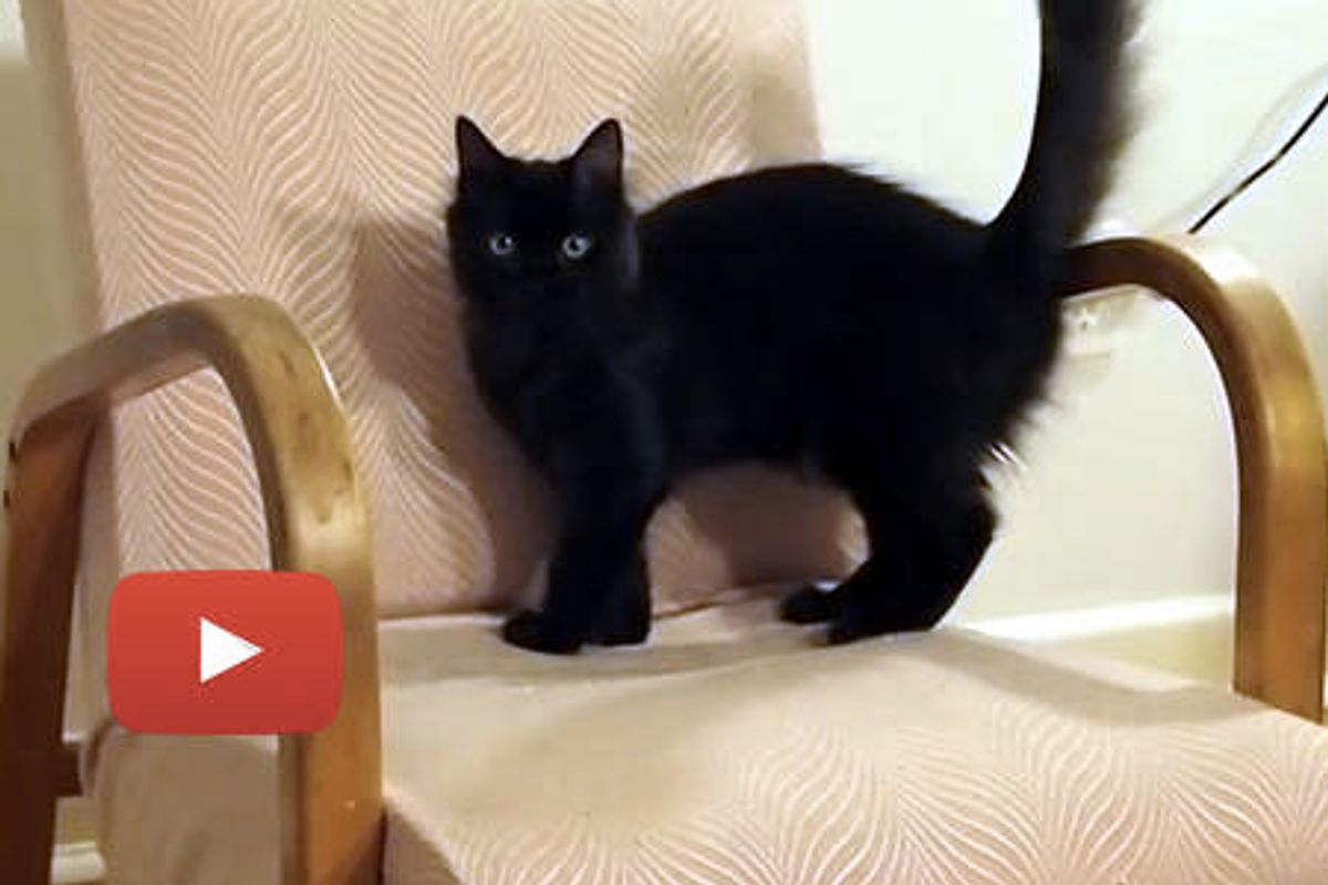 Cat Destroys Furniture!