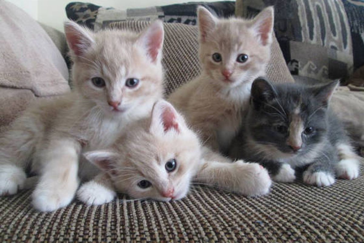 Stray Cat Brings Surprises To A Family