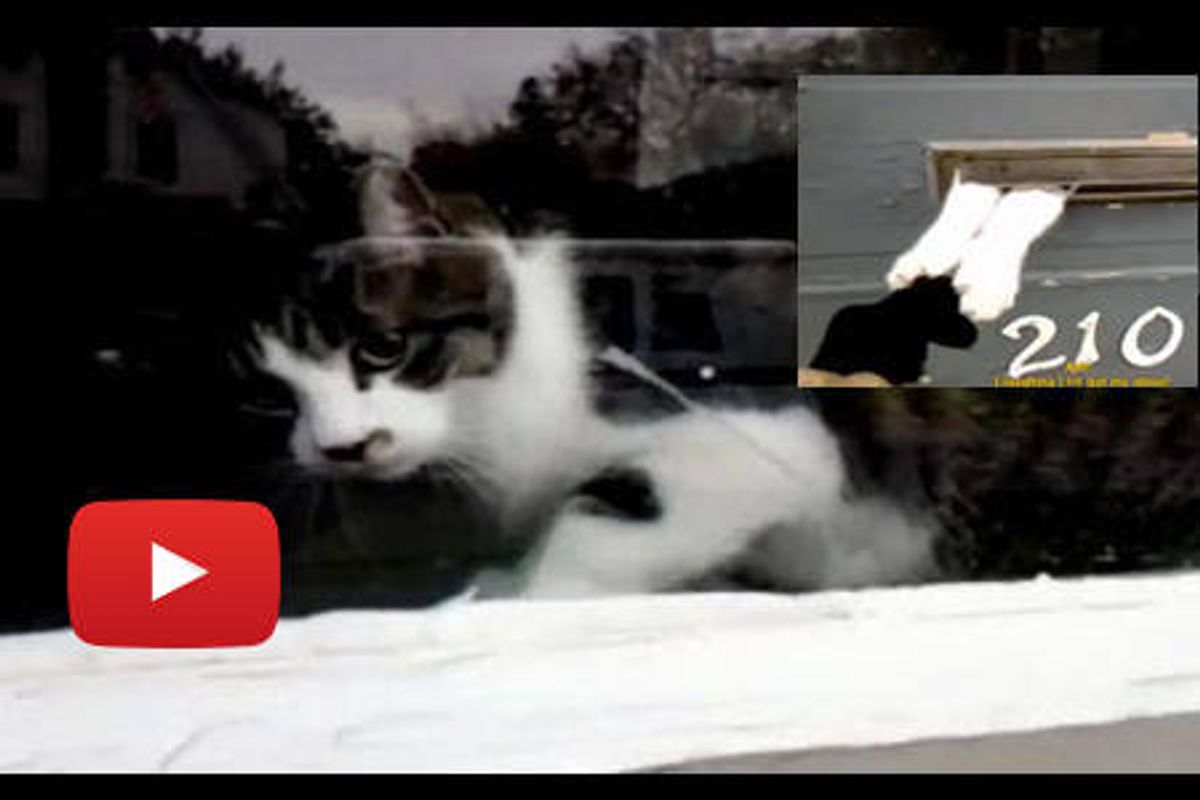 Cat Battles Mailman Through Mail Slot