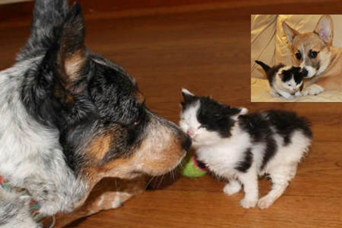 Kitten Finds Unusual Canine Parents