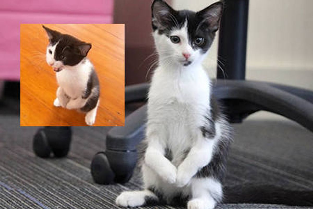 Skippy The Kangaroo Kitty