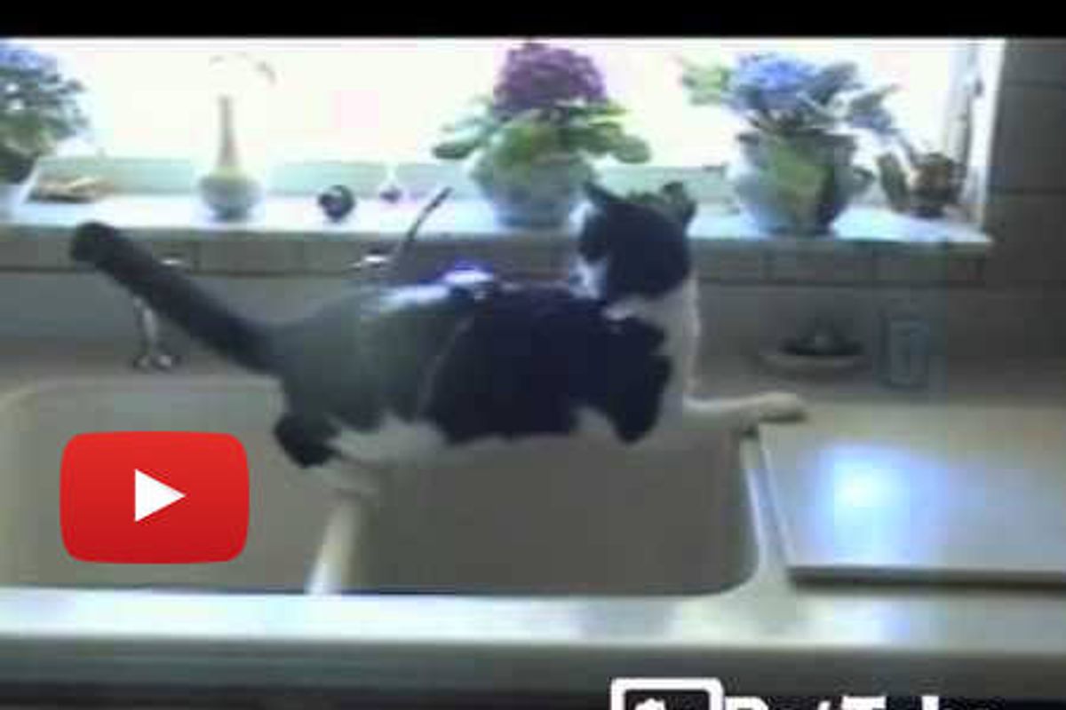 Drive-Thru Cat Wash