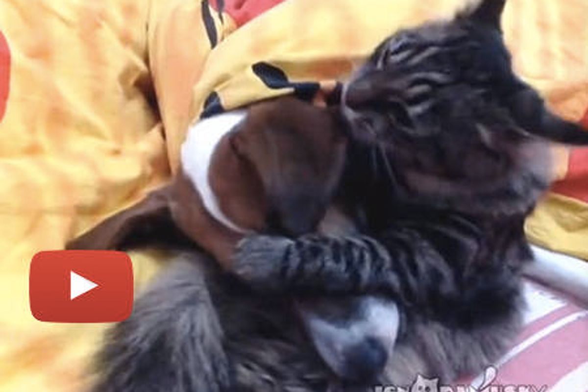 Cat Loves His Doggie
