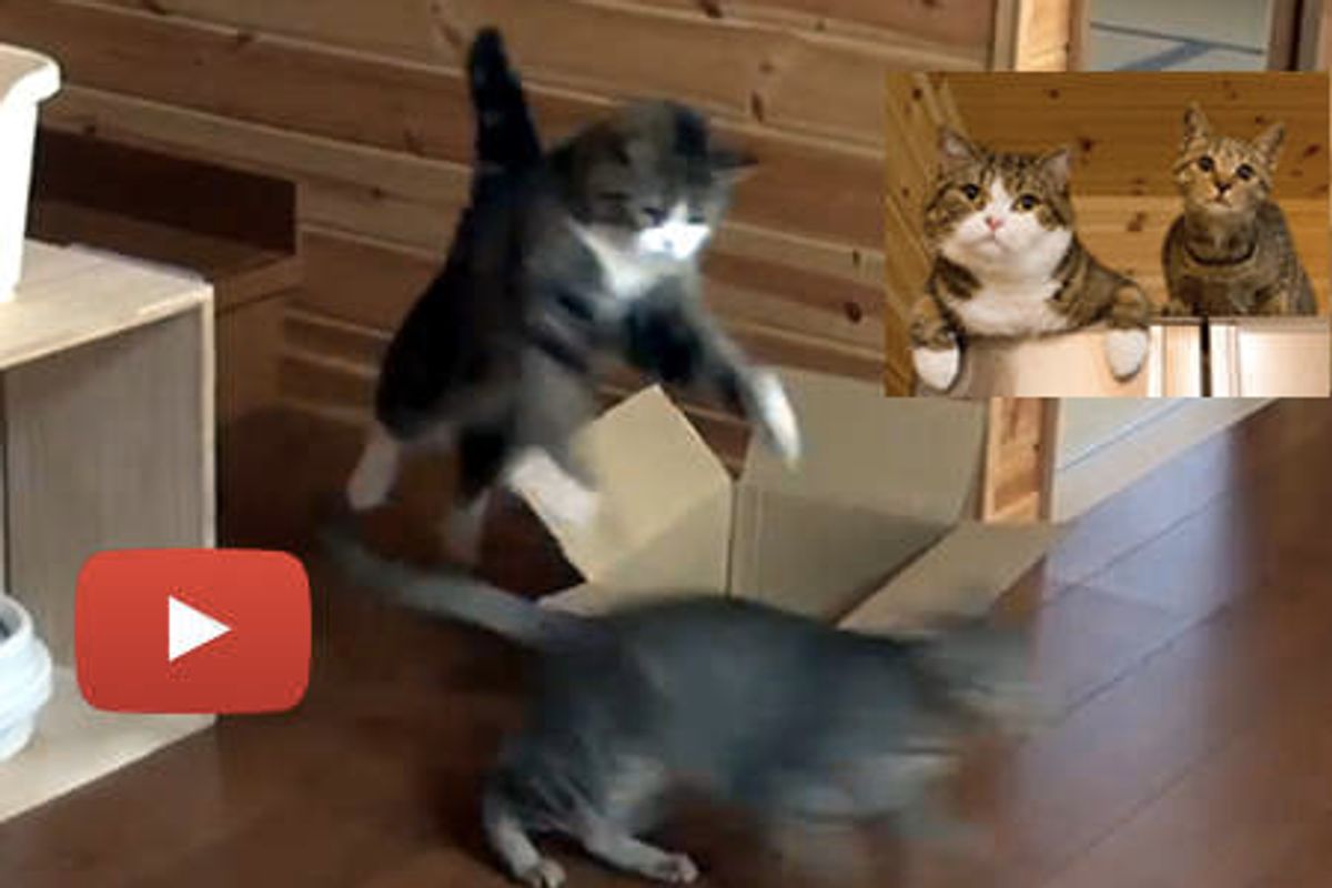 Maru And Hana Play Fighting
