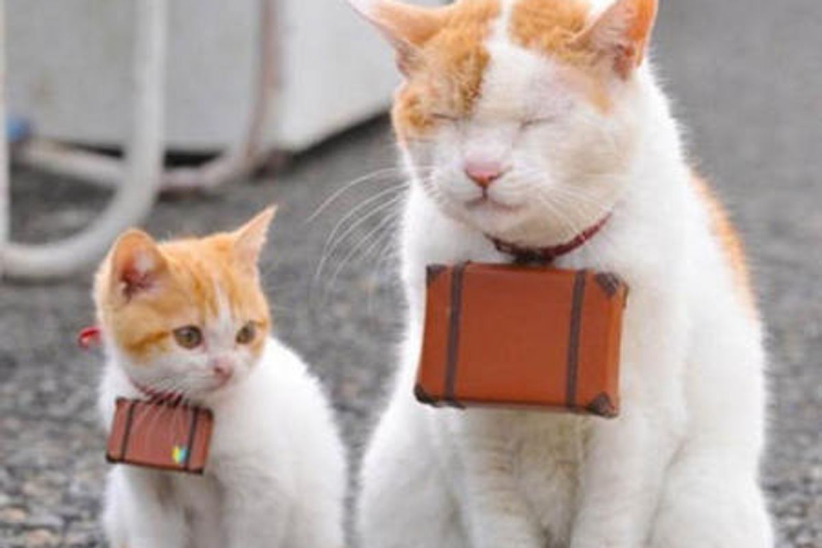 Cutest Guides To Japan: Nyalan And Deshi