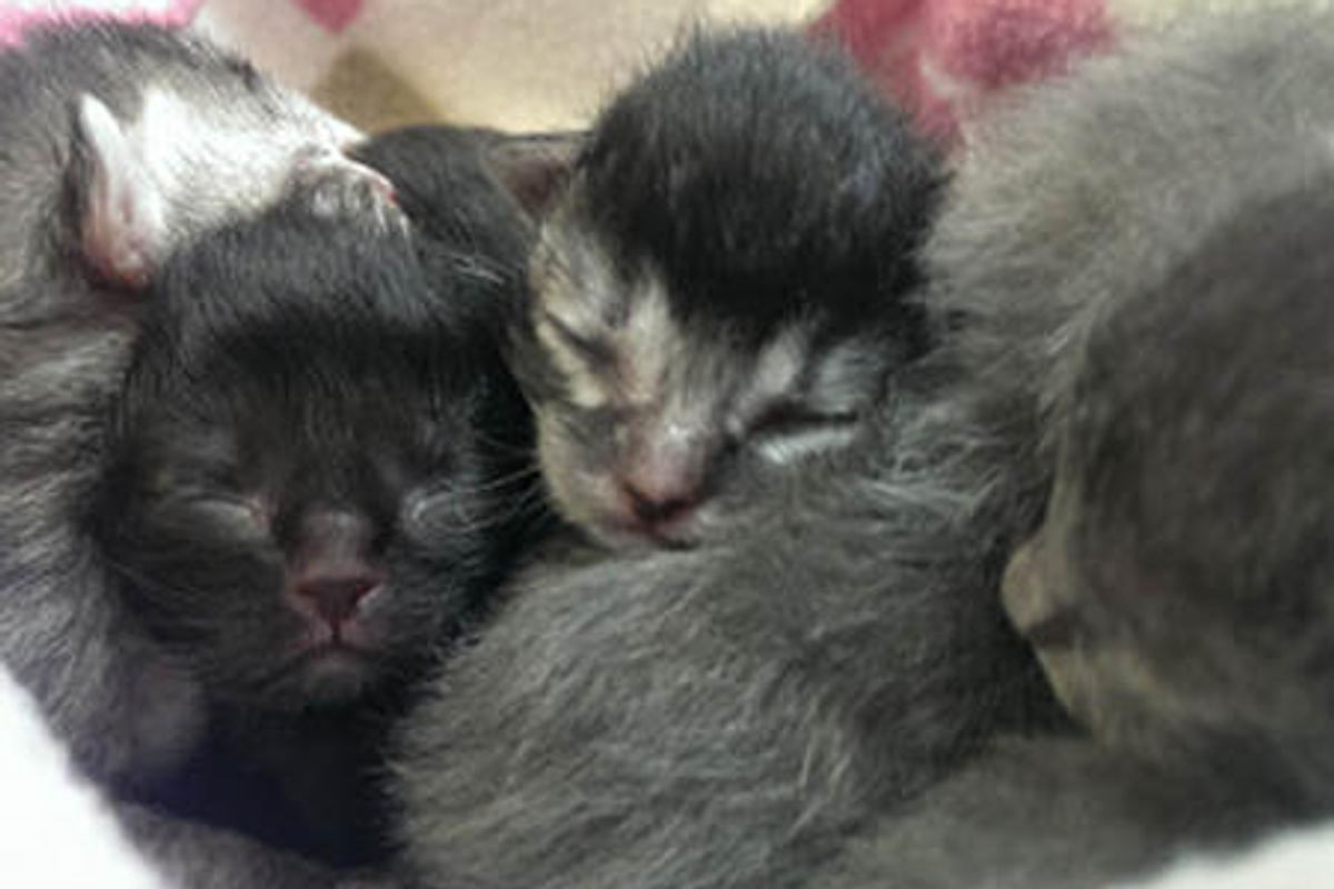 Ice Storm Orphan Kittens