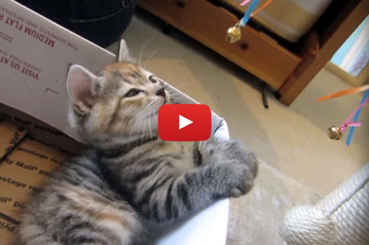Cute Kitten Gets Hypnotized