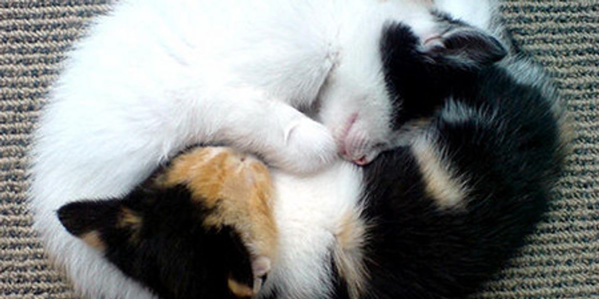Two Meow Perfect Duo - Love Meow