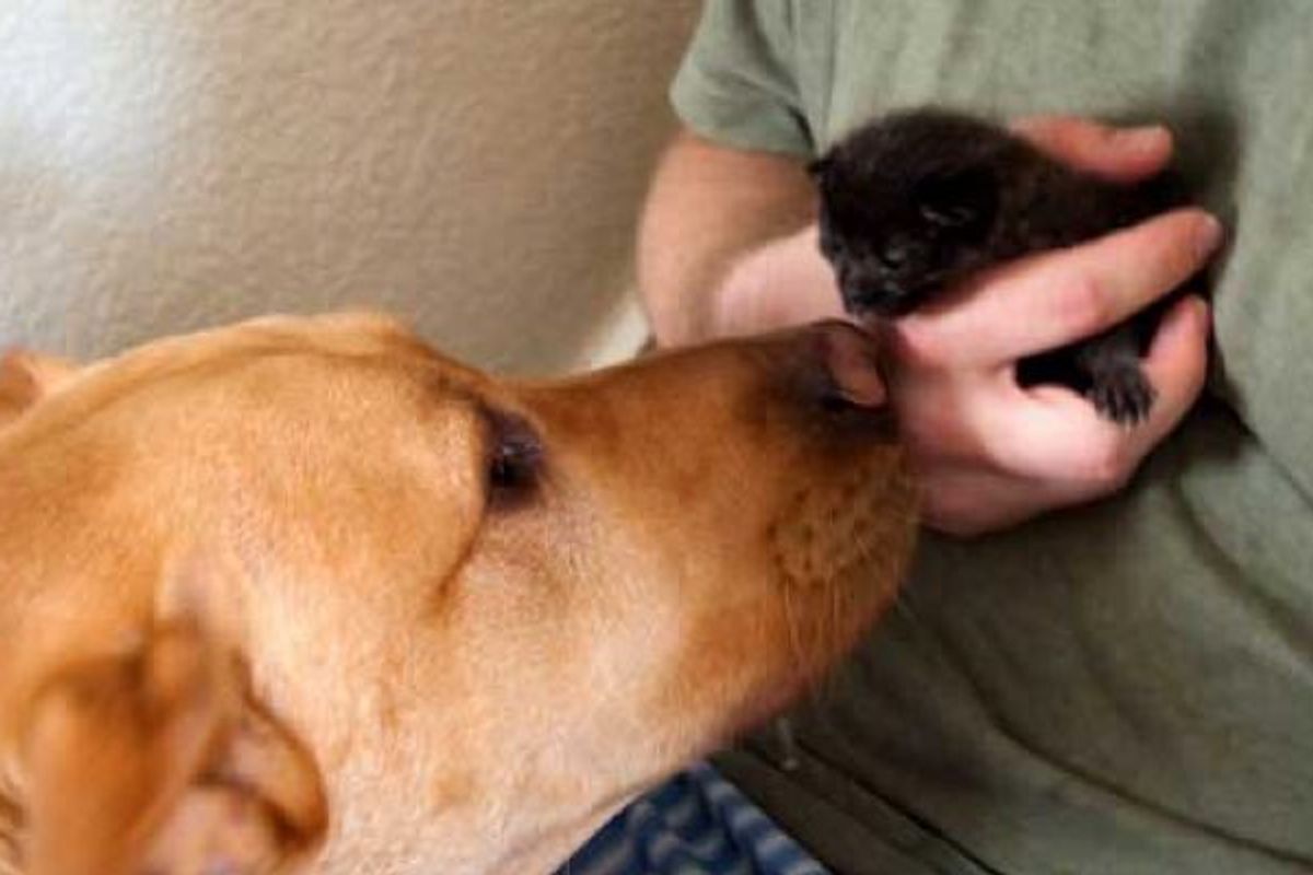 Dog Found Orphaned Kitten and Became Her New Dad