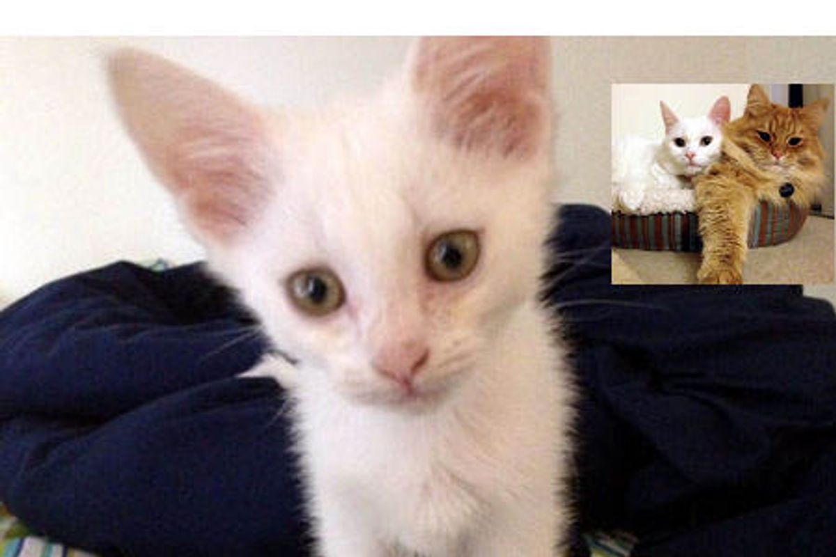 Kitten Rescued At Construction Site: Then & Now