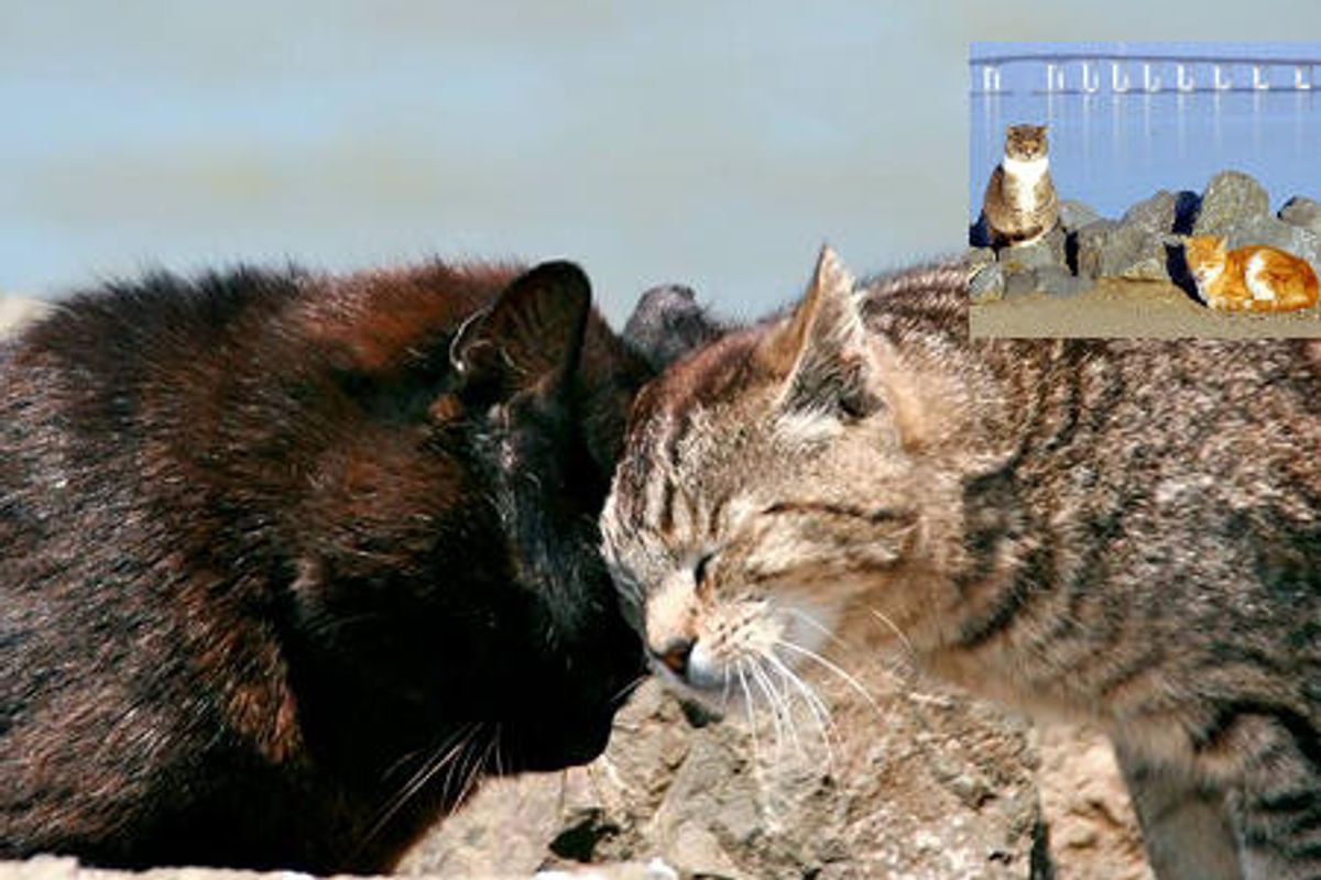 Project Bay Cat Brings Hope & Happiness To San Francisco Bay Cats