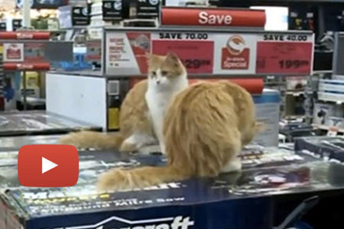Cats Working at Canadian Tire