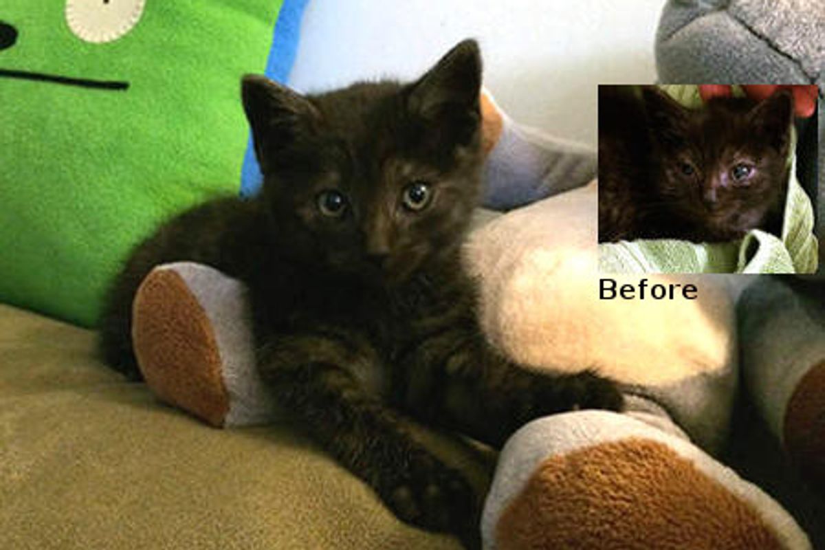 Kratos The Highway Kitten