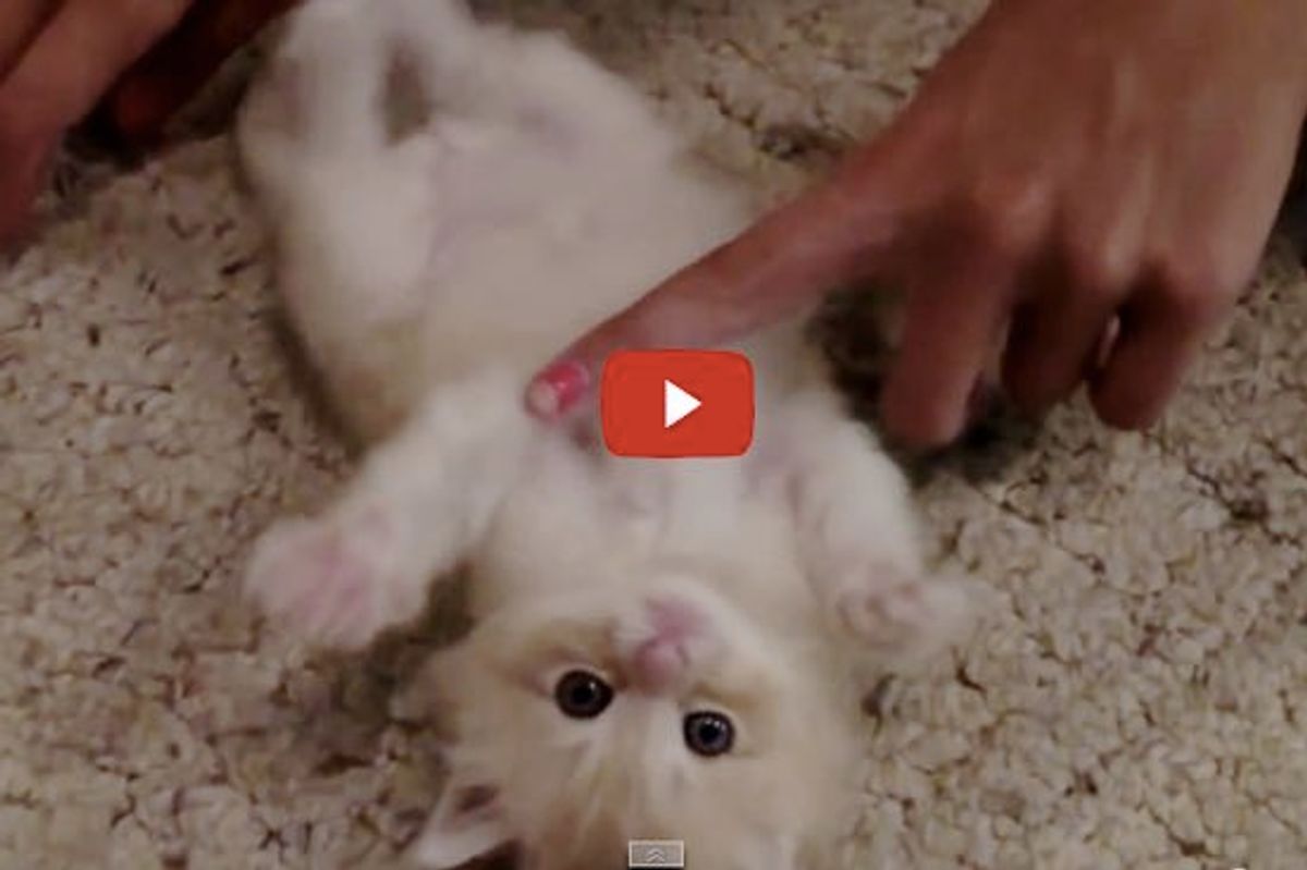 Tickling A Kitten! Look at that Belly!
