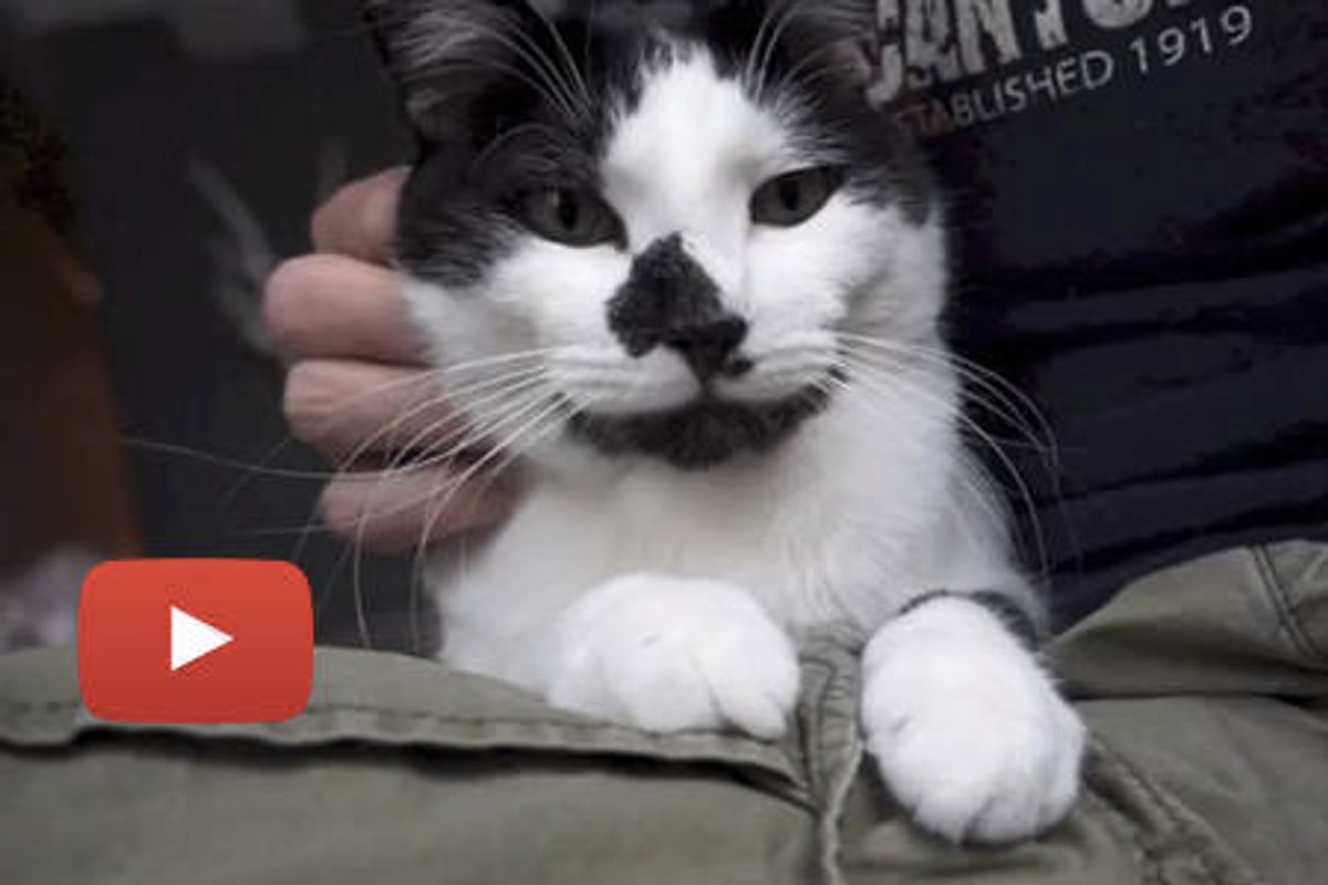 Cats Rule and Sometimes Drool