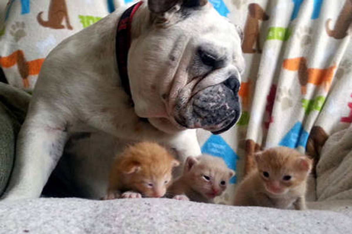 Foster Kittens Find A New Dad - Hammie The Bulldog
