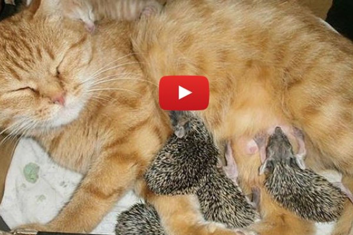Cat Mama Adopts And Nurses Orphan Hedgehogs