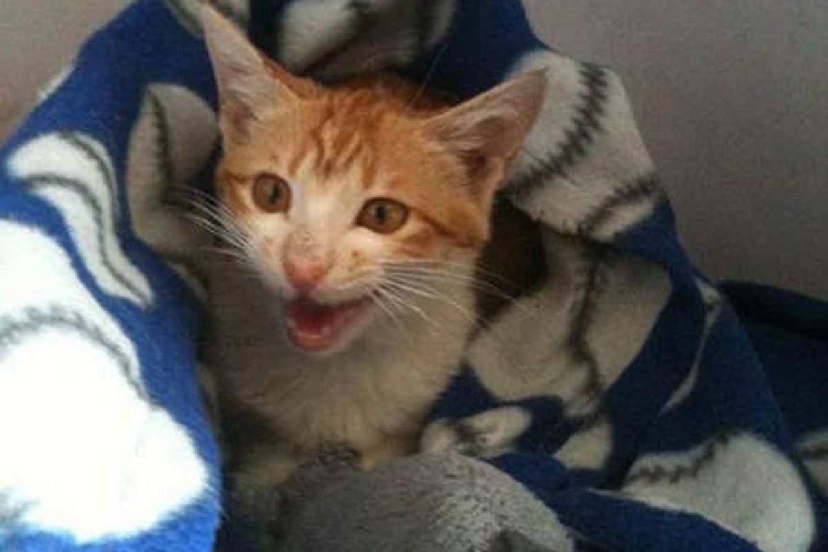 Stray Cat Rescued By Soldier Is On Her Way To Her New Home