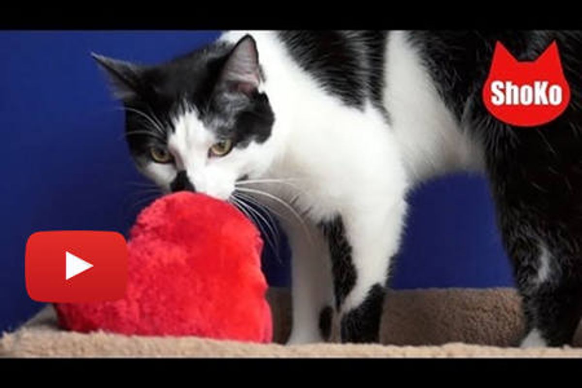 This Cat HATES Valentine's Day!