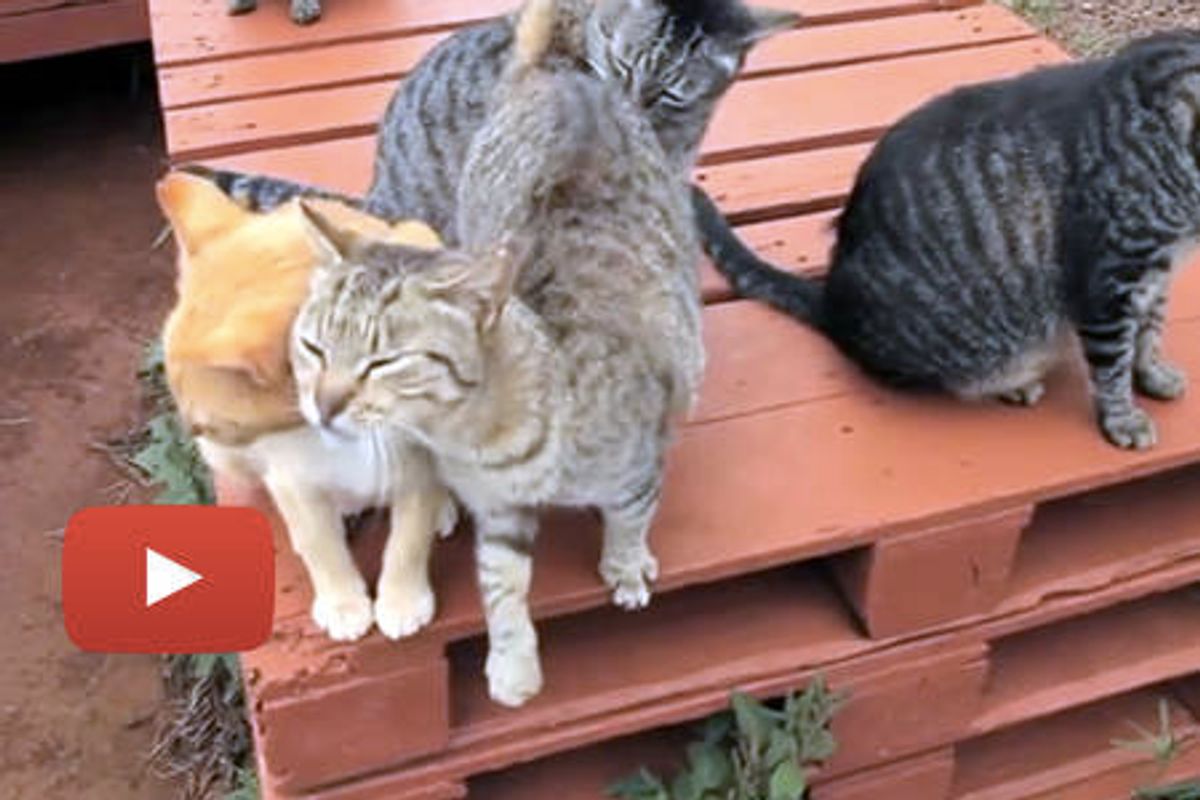 Happy Friendly Island Cats At Cat Sanctuary In Hawaii