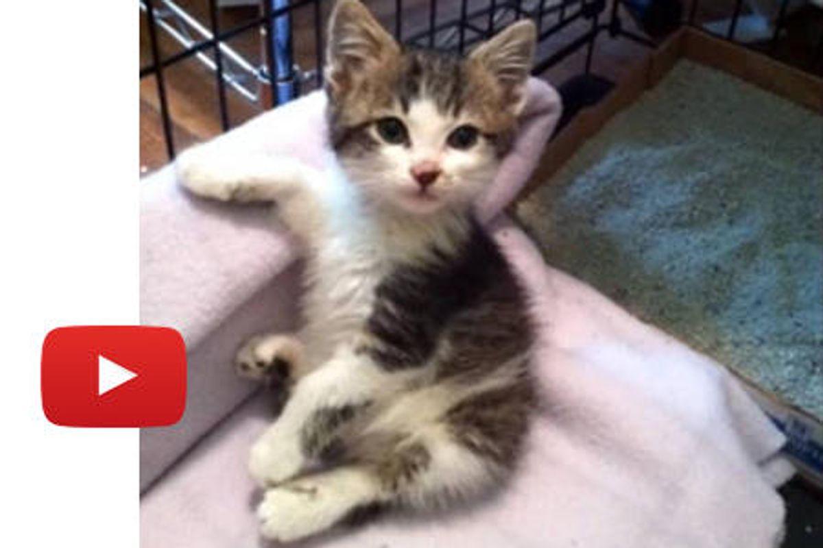 Rescue Kitty Makes An Amazing Recovery