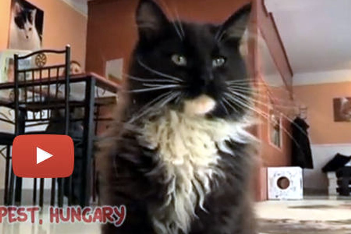 Hungarian Cat Cafe