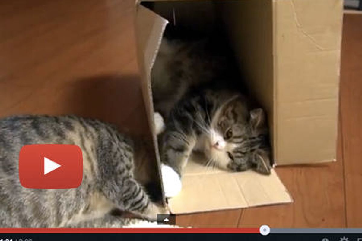 Maru And Hana In A Box!