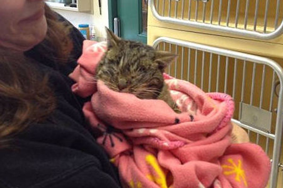 Frosty The Kitten Found Frozen Is Brought Back To Life