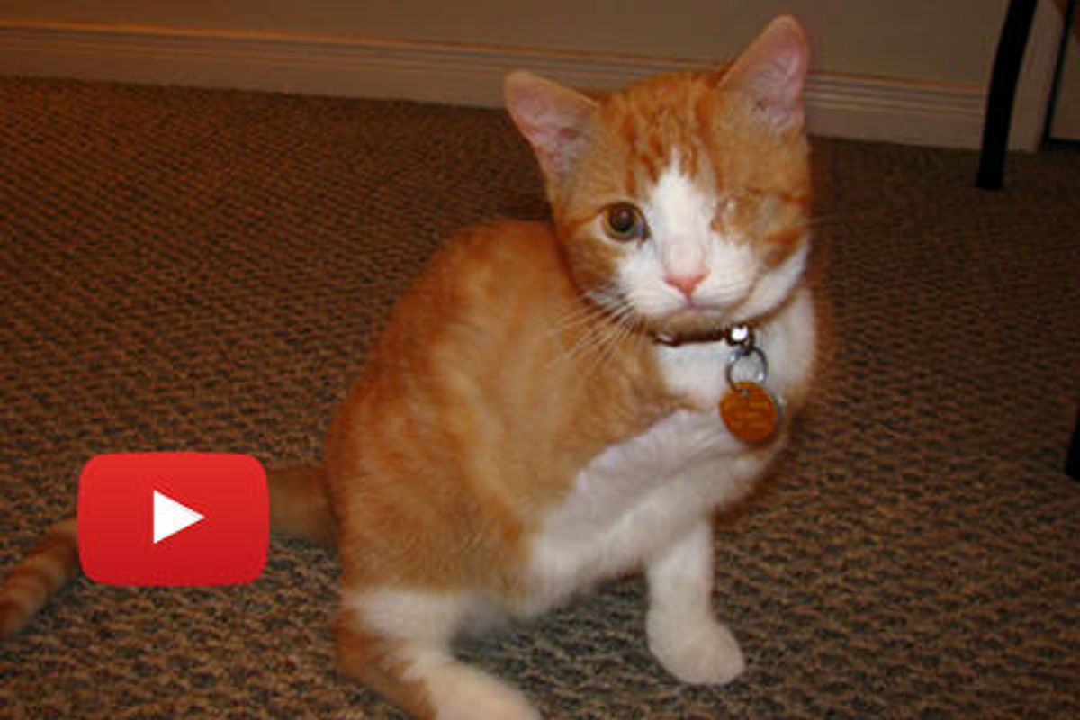 Henry The 3 Legged Pirate Cat