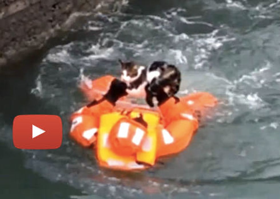 Cat Rescued From Underneath Ferry In Sweden