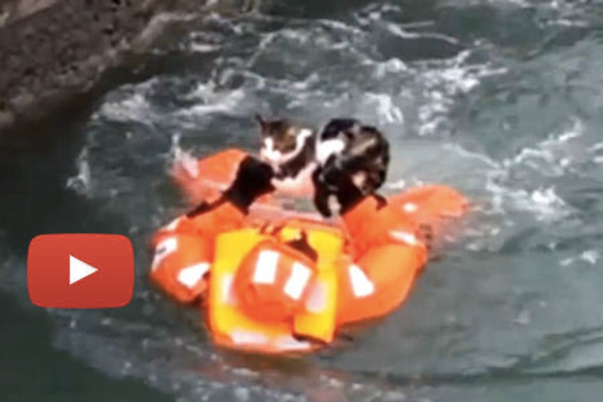 Cat Rescued From Underneath Ferry In Sweden