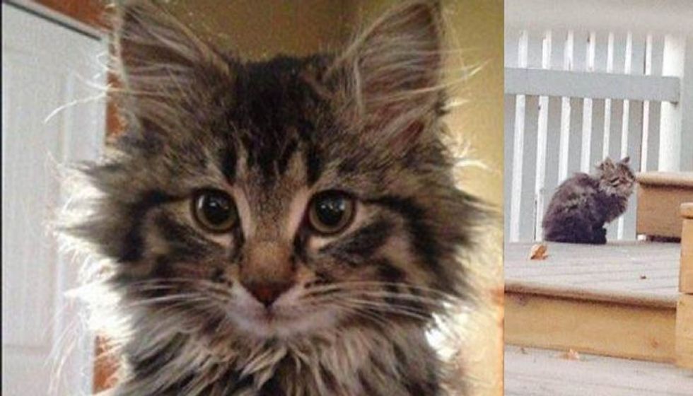 This Cat Living a Feral Life Learns to Trust and Love Her Rescuers