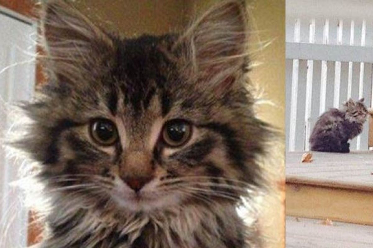 This Cat Living a Feral Life Learns to Trust and Love Her Rescuers