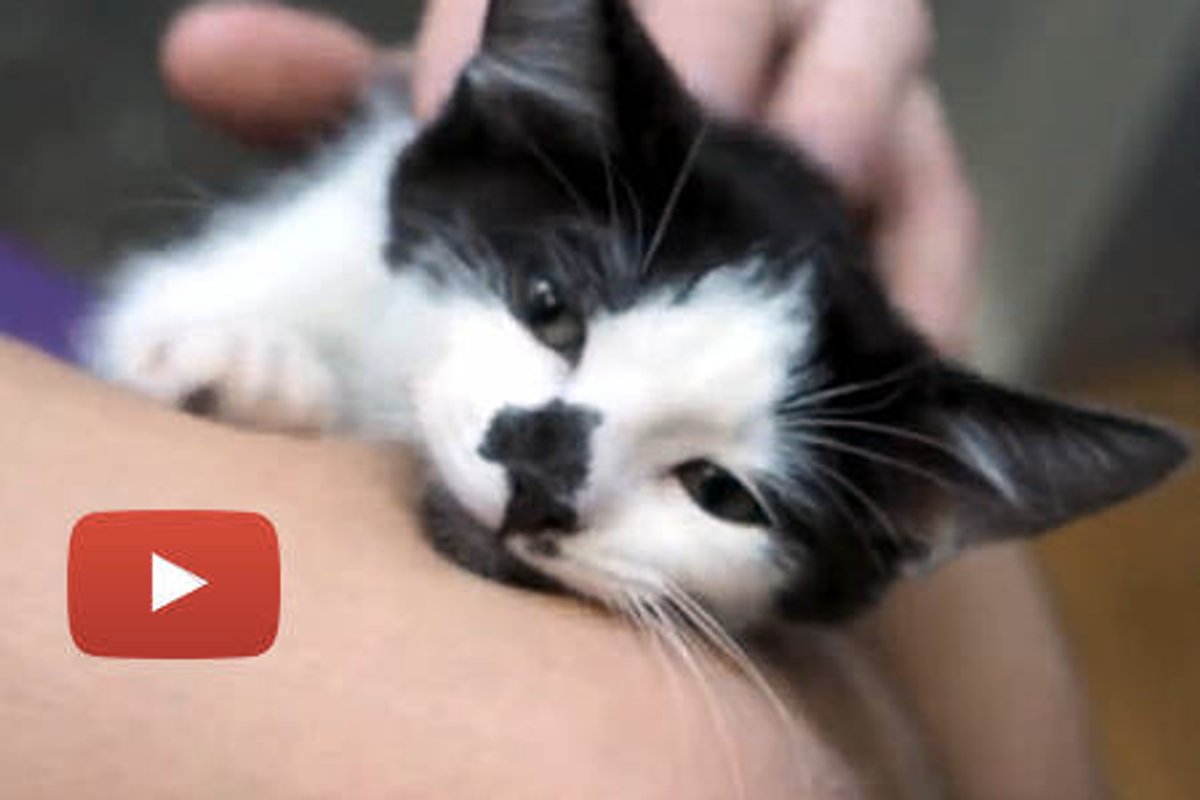 A Kitten's New Forever Home